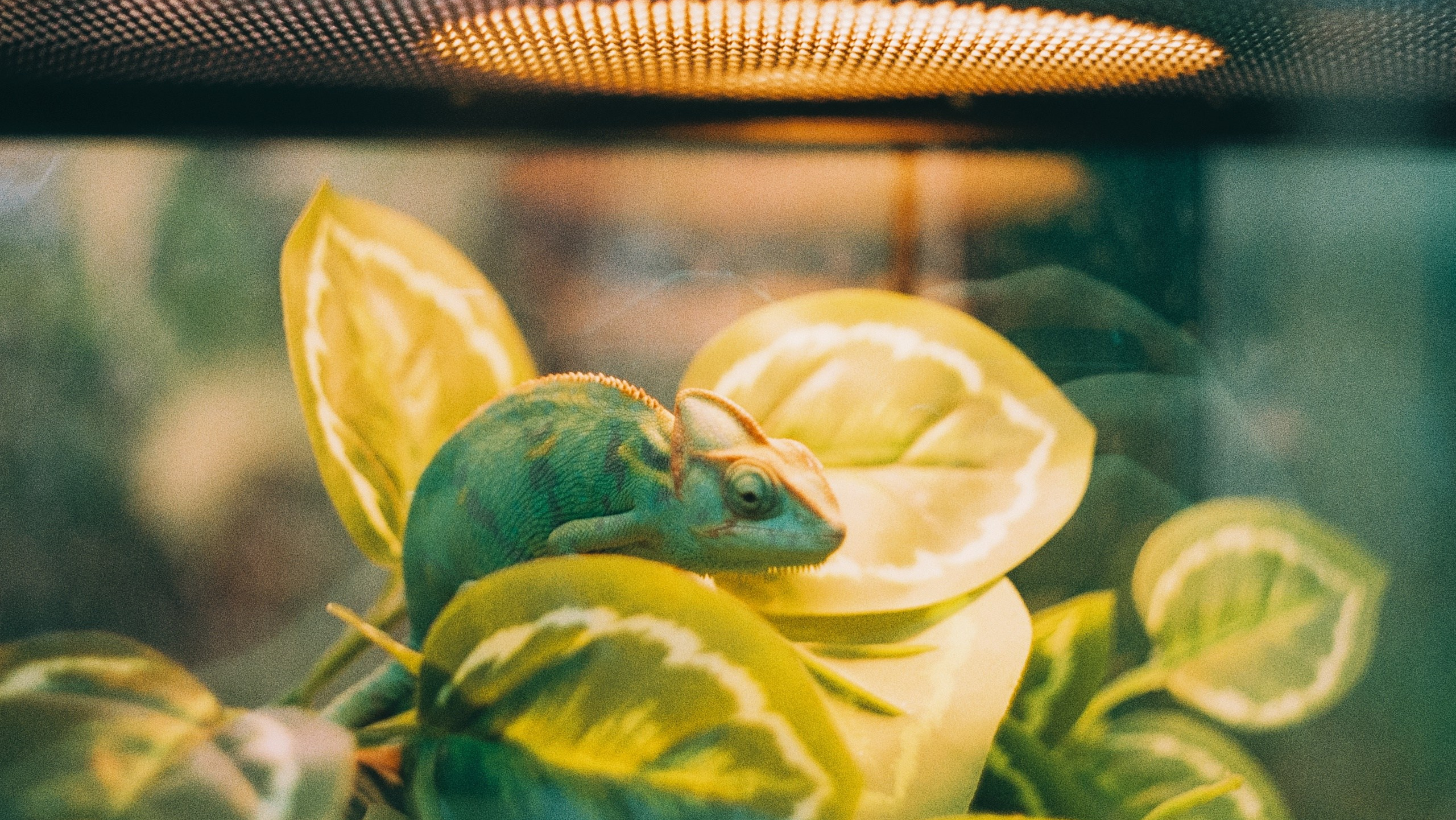 Первые кадры на пленку. Фотограф из Москвы — DASHA NOVA | Авторская фотография в разных жанрах