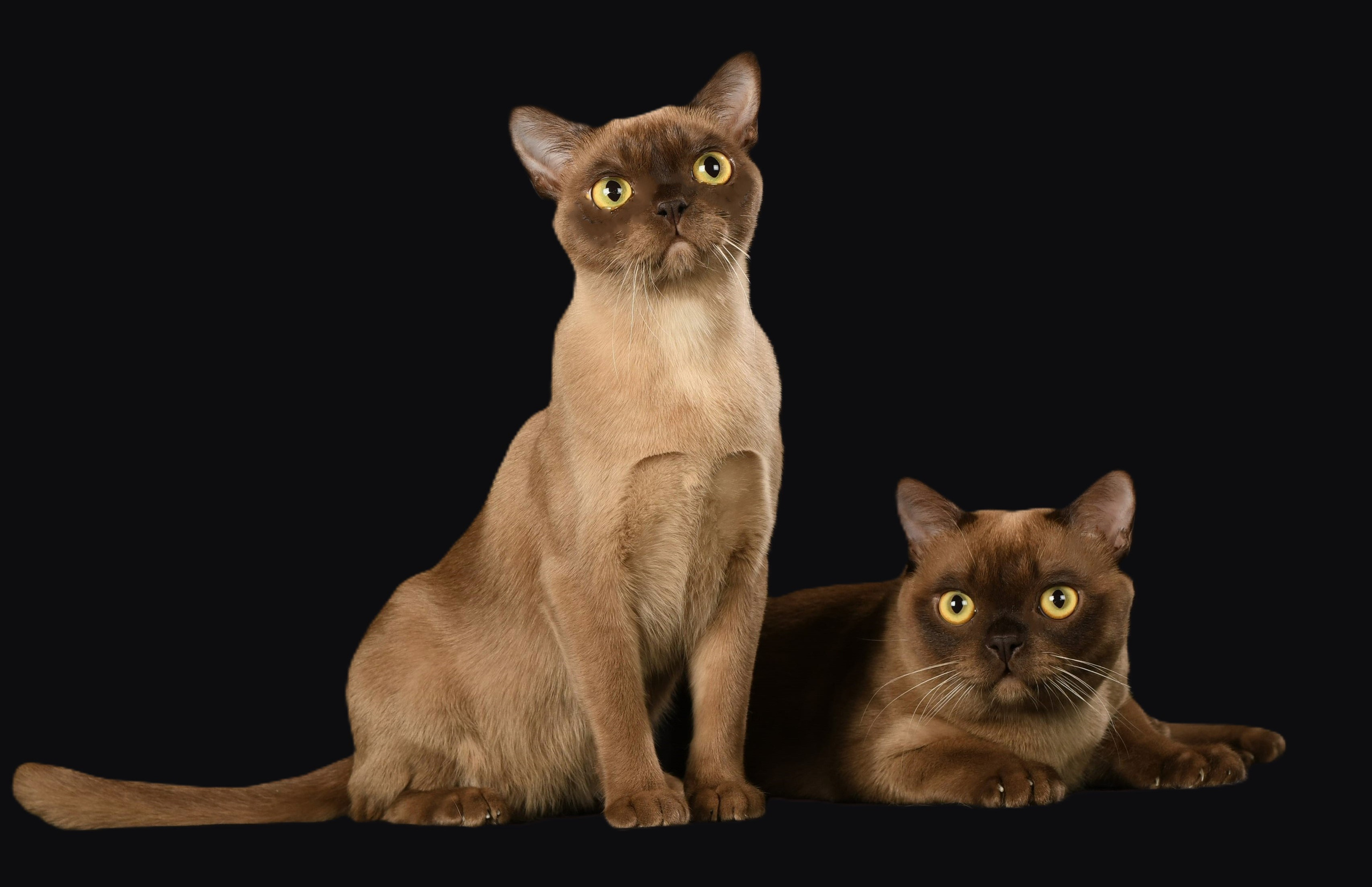 Котёнок американской бурмы. Las Burmas — питомник американской бурмы традиционных линий