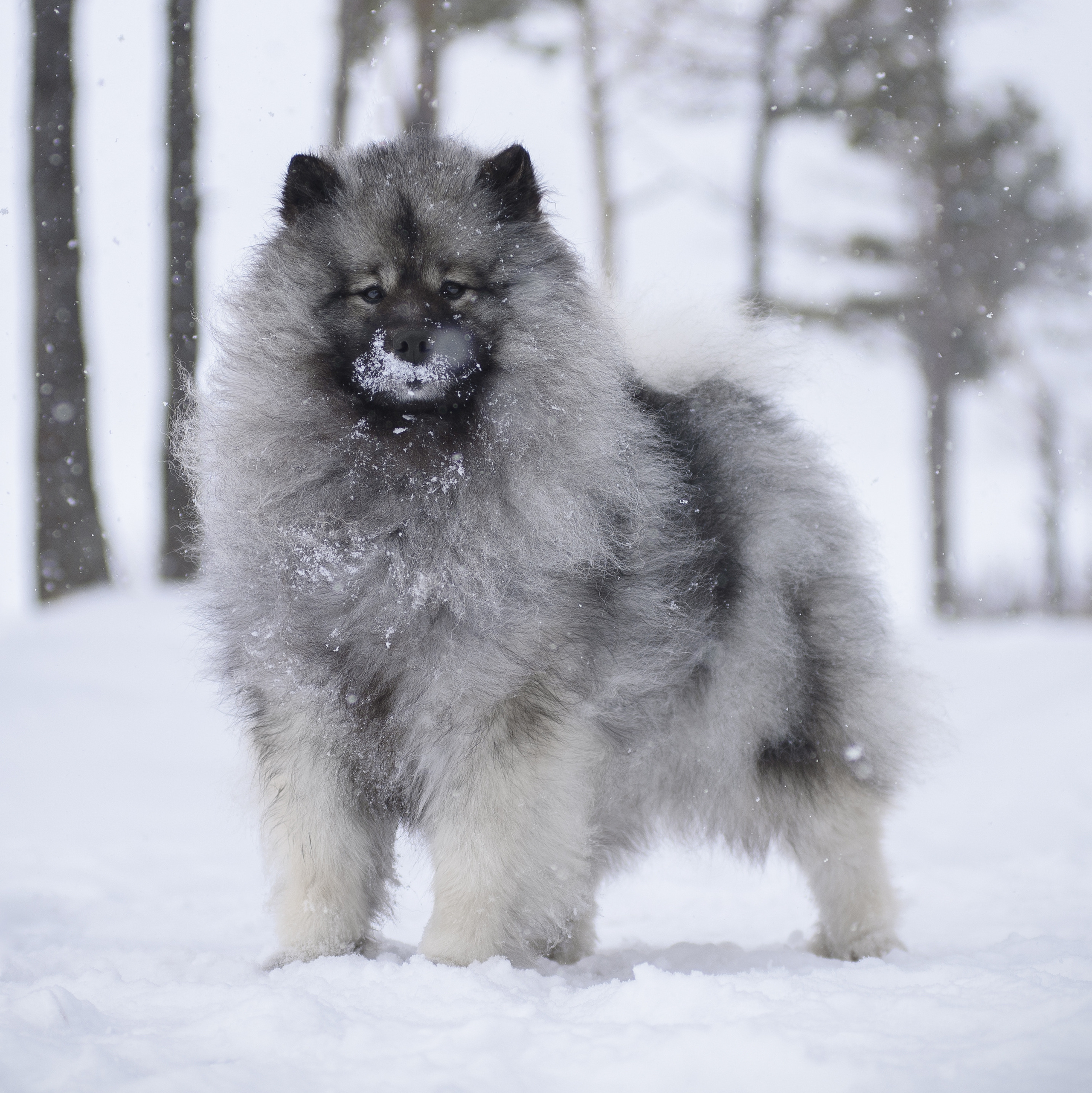 INFO. Фотограф анималист Благовещенск. Сафонова Виктория