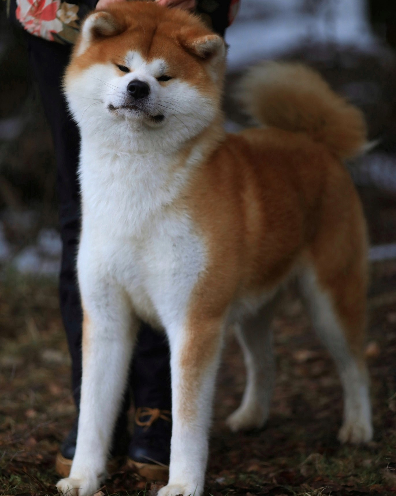 Кобели. Питомник Акита-Ину