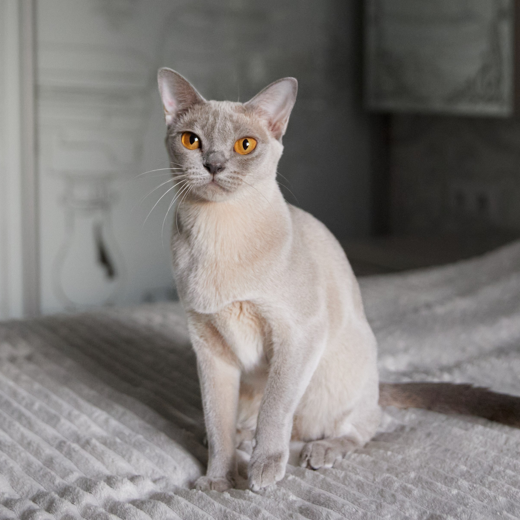 Питомник «Bouncy Life»