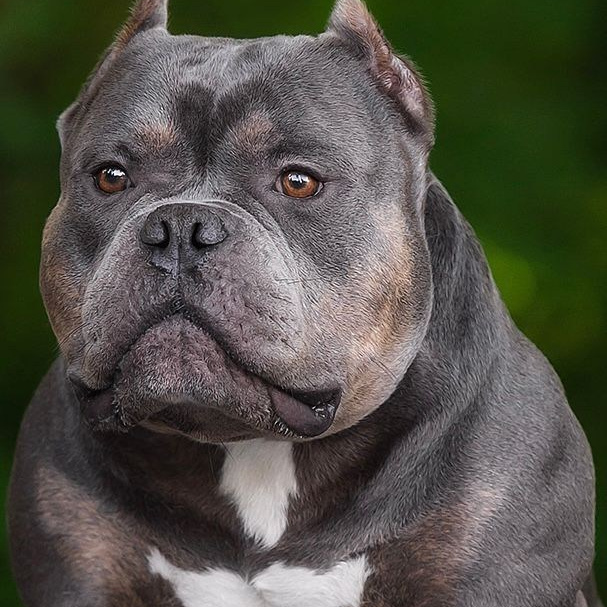 Бесплатно Американский Булли. Американский Булли в г. Ростов-на-Дону. Питомник THE POWER OF SIBERIA