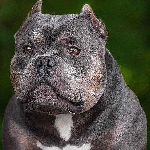 кобель на вязку American Bully в Владивостоке