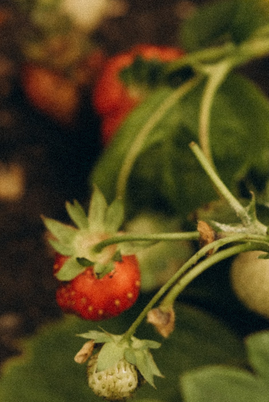 Про домашний уют на севера. Семейный фотограф в Мурманске Екатерина Юшкова