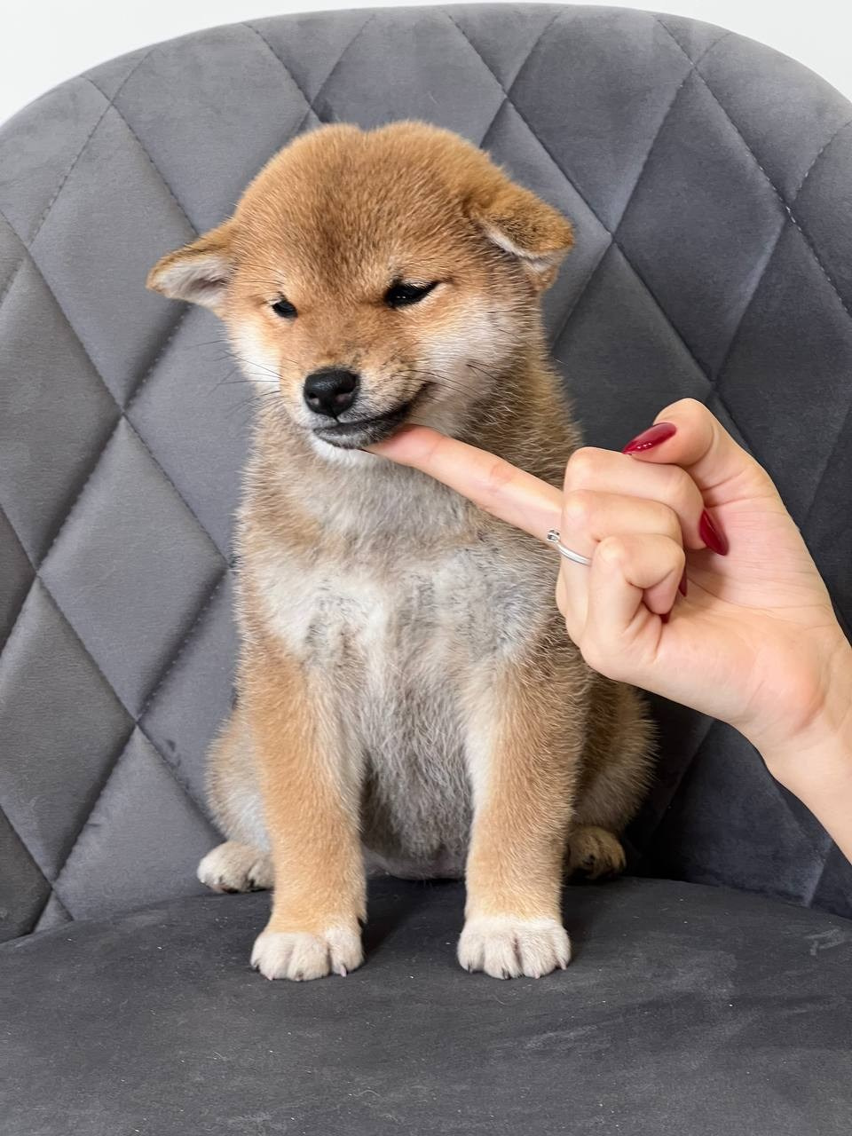 сиба питомник Рубилайт щенки на продажу rubylight  сиба щенки купить СПб Санкт-Петербург 