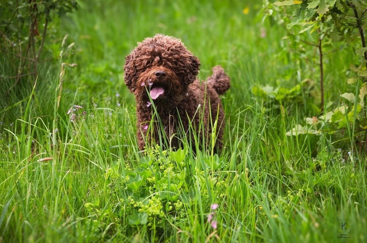 Репортажная фотосъемка. Анималистика. Репортаж. Индивидуальная съемка