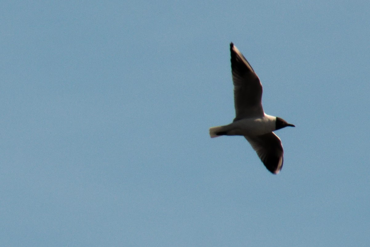 Покров | 09.04.2017. Галерея Фантим