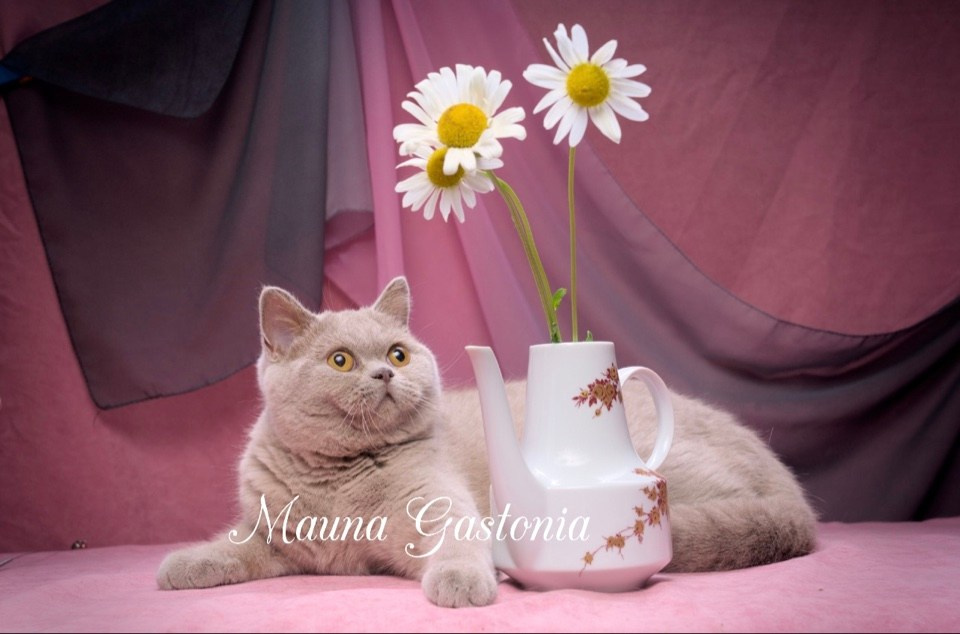 Peppi. Mauna Gastonia