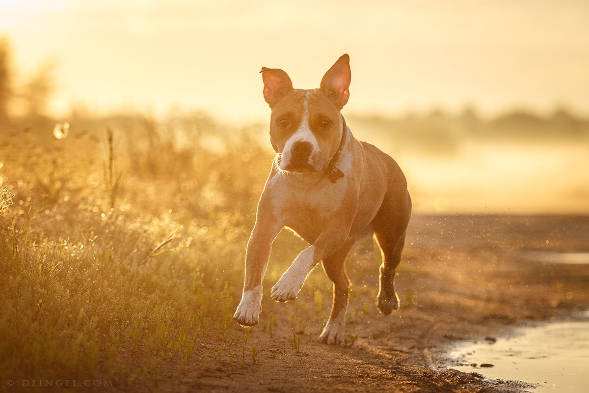 АСТ Федя, Пако и Ника. Фотограф-анималист Natalia Deingel | Фотосъемка собак в Москве