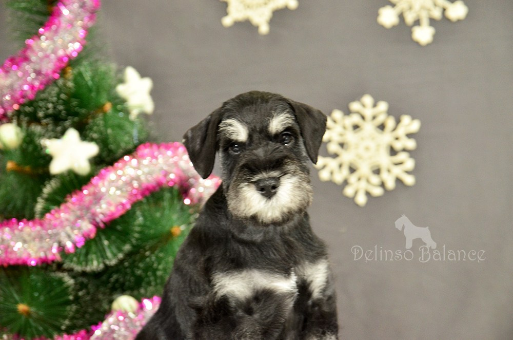 Делинсо Бэлэнс Ямира Лоис💛