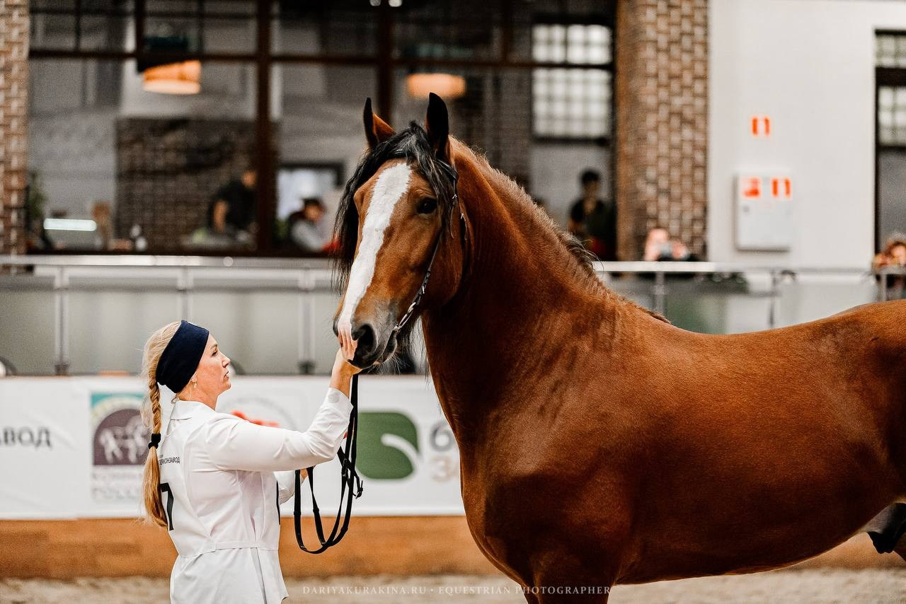 Ринг-выводка тяжелоупряжных пород ТИТАНЫ КОННОГО МИРА в рамках 9-й МЕЖДУНАРОДНОЙ ВЫСТАВКИ КОННАЯ РОССИЯ. Конный фотограф Куракина Дарья • Фотосессии с лошадьми
