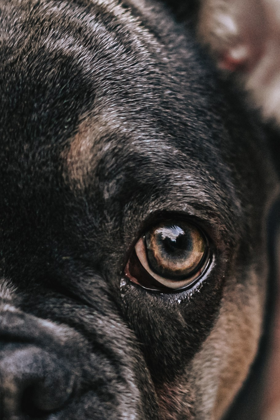 Даша и Мишель. Фотограф-анималист Татьяна Степанова