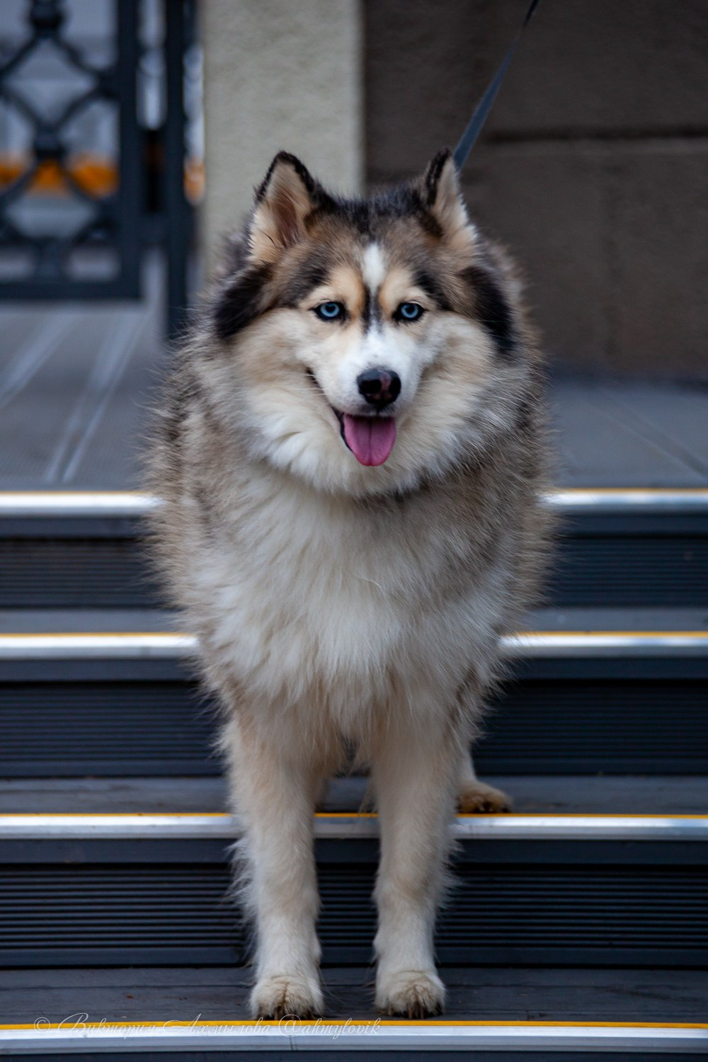 Прогулка с Хаски (Настя). Виктория Ахмылова. Фотограф в Москве