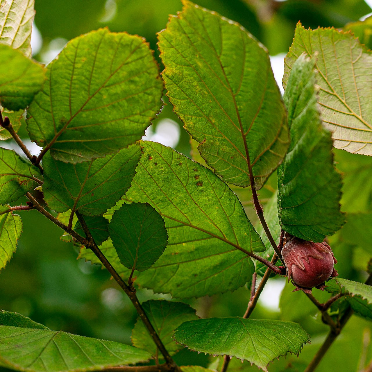 Кустарники. Природа севера