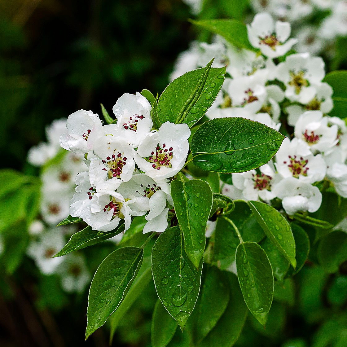 Деревья. Природа севера