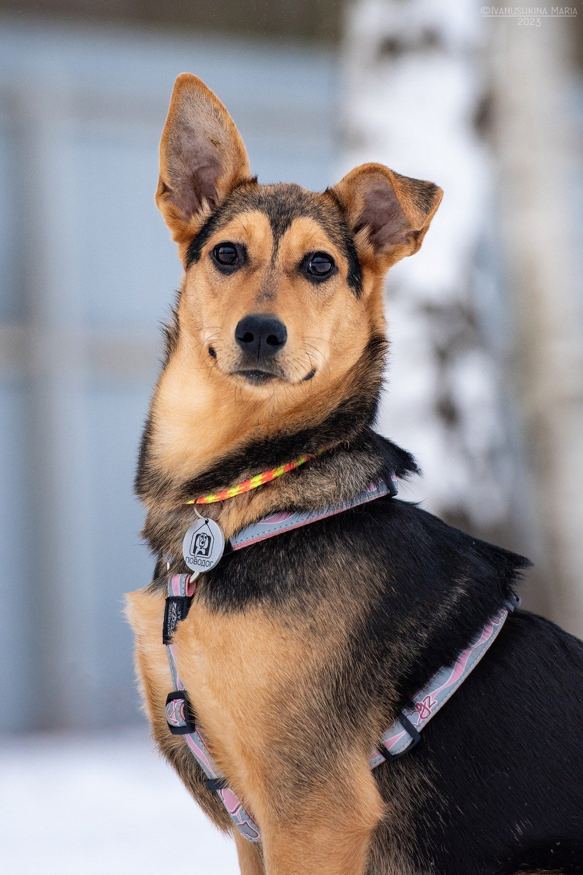 Пиарные фотосессии собак на пристройство. Фотограф собак в Москве и Московской области Иванушкина Мария