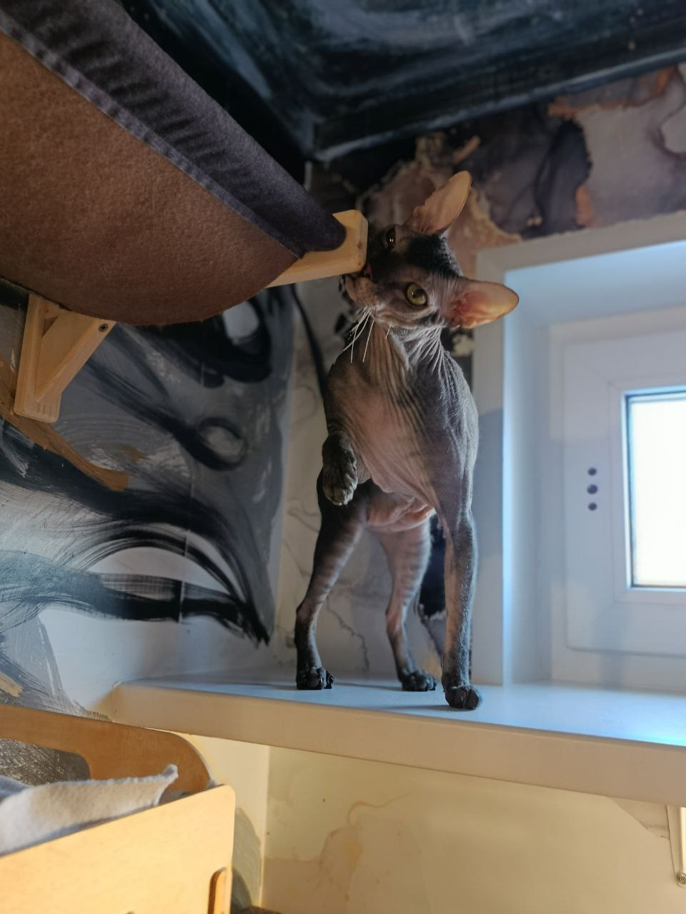 Гостиница для кошек Усики и хвостики, Красноярск