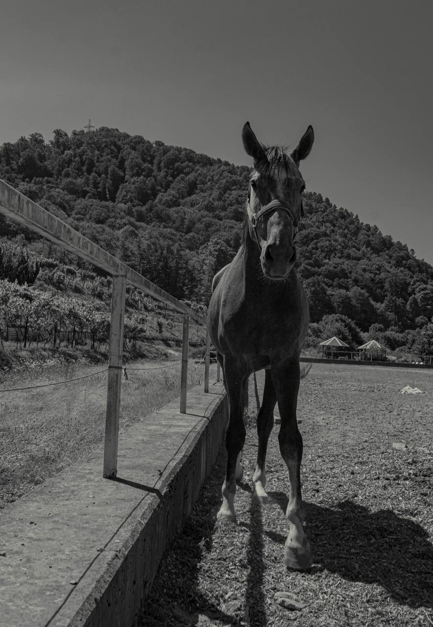 Фотосессия на конюшне в Сочи. Портфолио фотографа Анастасии Блохиной