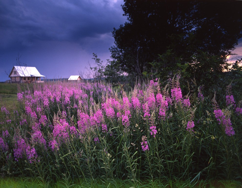 Лето. ВАДИМ ГИППЕНРЕЙТЕР — ВЕЛИКИЙ ФОТОГРАФ ЗЕМЛИ РУССКОЙ