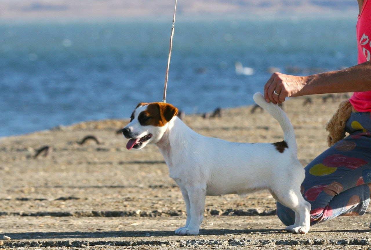 Lovely-Orange Avrora. Lovely-Orange питомник джек рассел терьеров