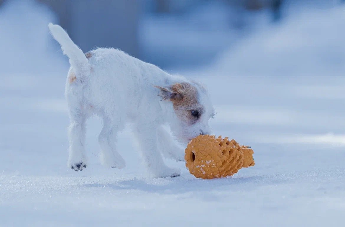 Сука 5. Lovely-Orange питомник джек рассел терьеров