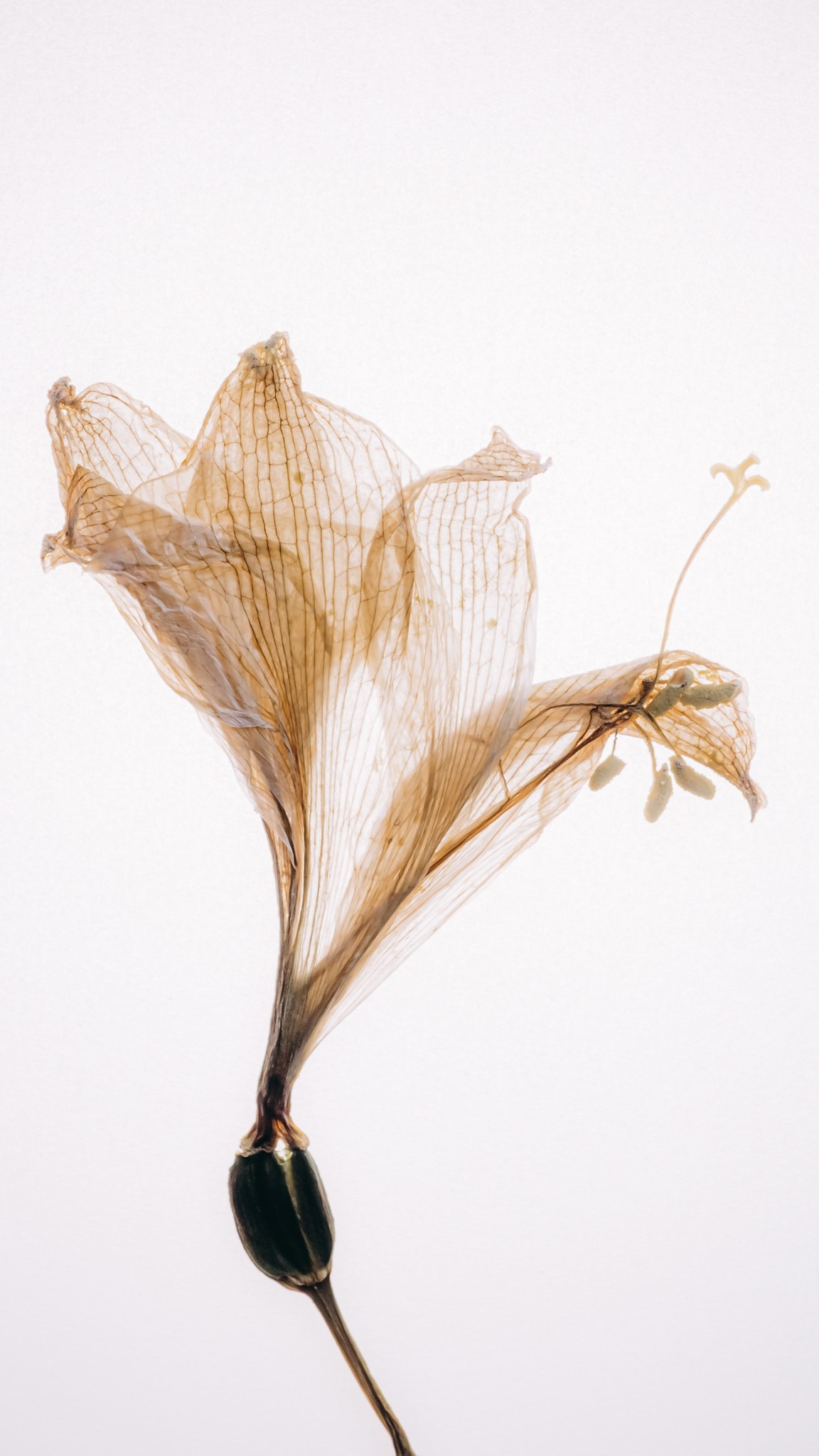 Тычинки и пестики