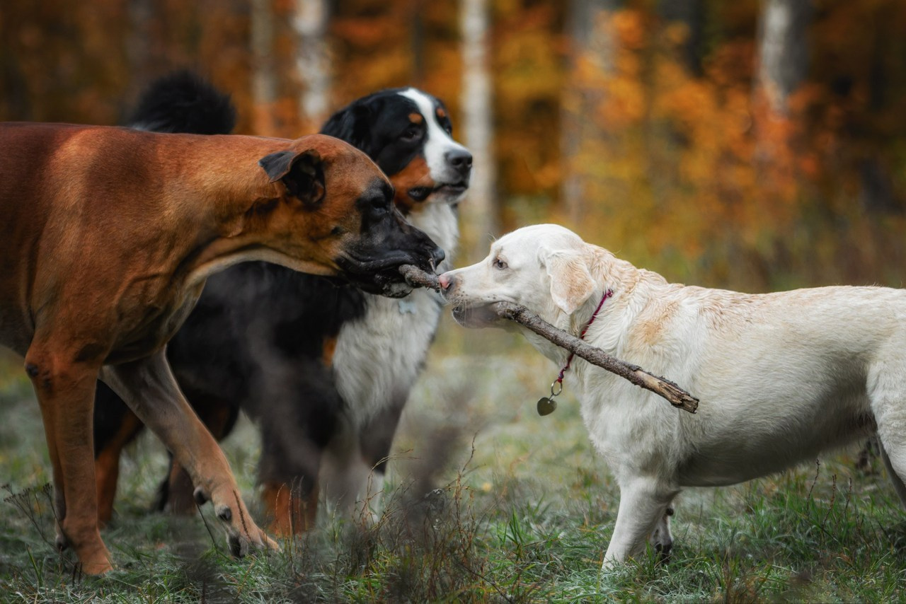 Отзывы. Фотограф-анималист Юлия Зубкова