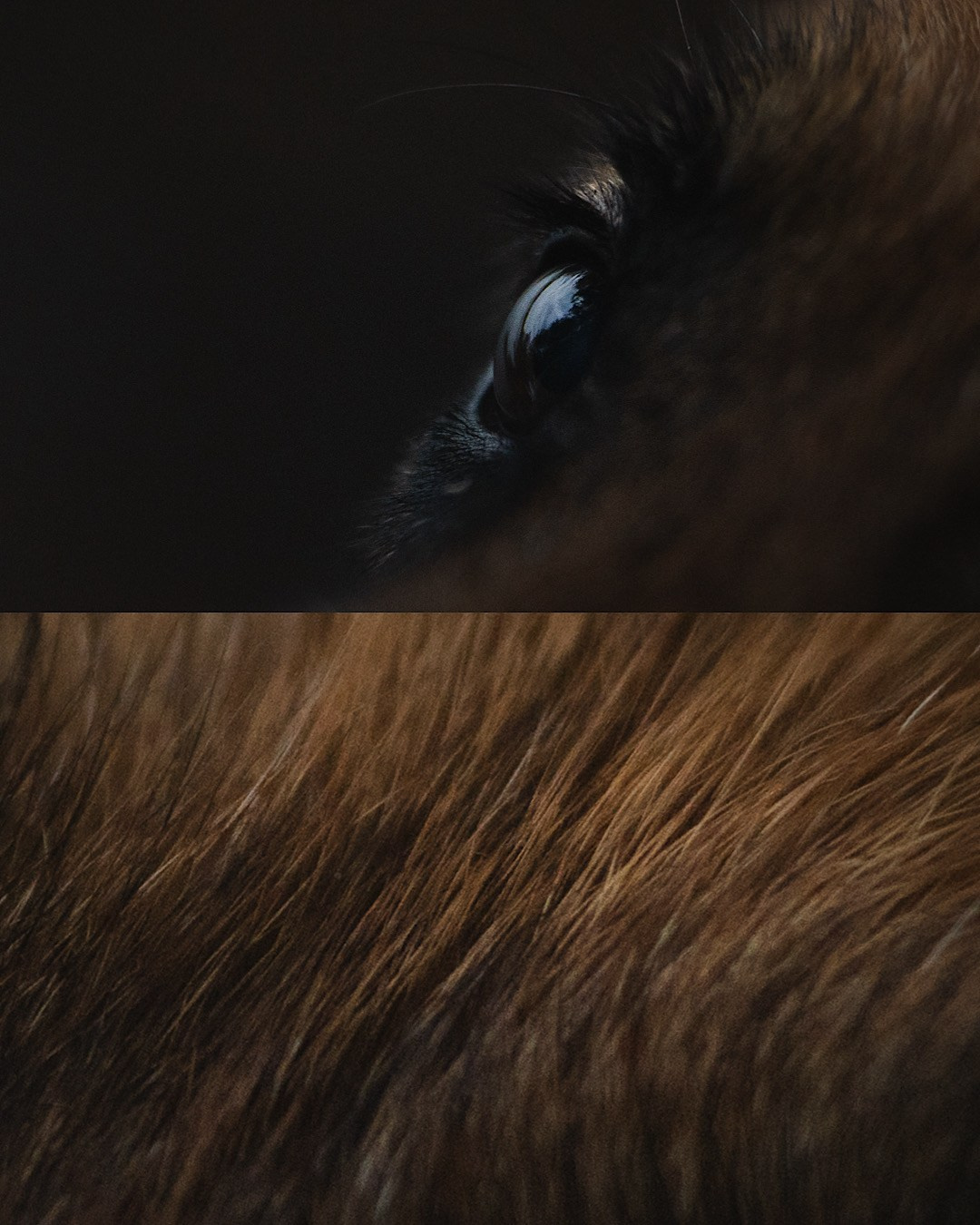 Вика и Фрея. Фотограф анималист в Москве и Санкт-Петербурге Свиридова Анна