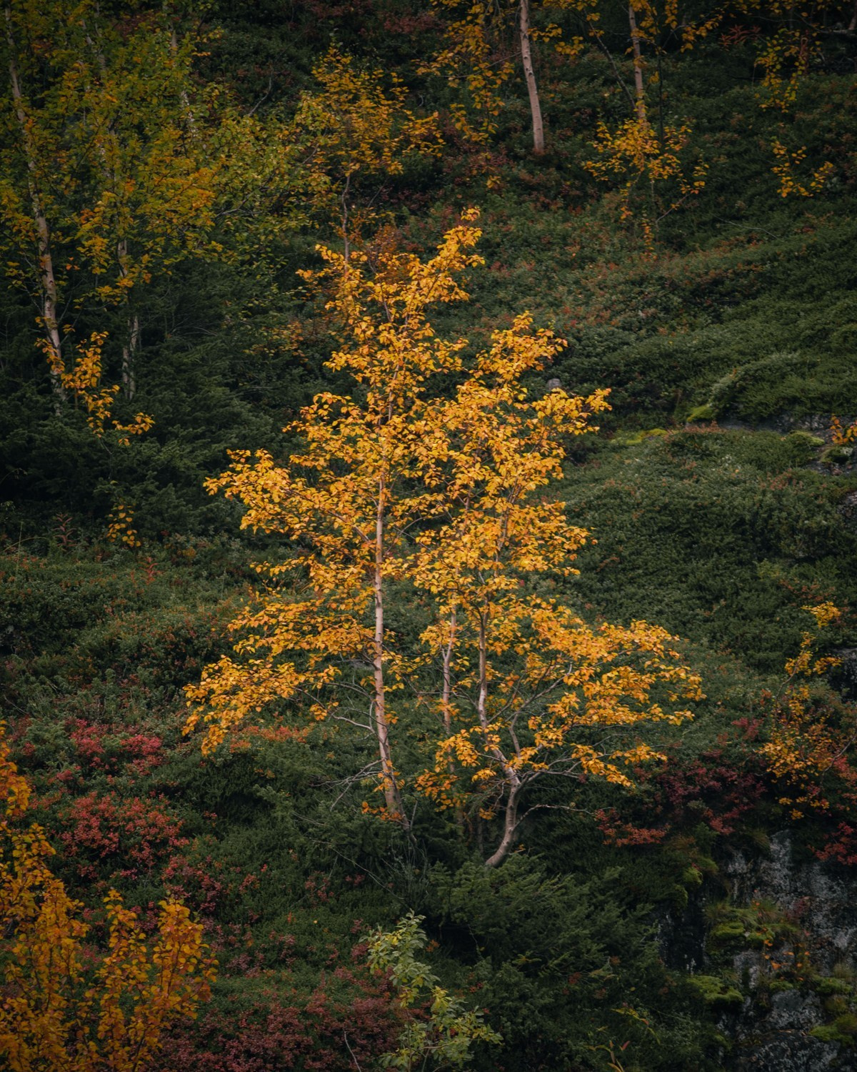 ХИБИНЫ. Пейзажный и тревел-фотограф Алексей Соколенко