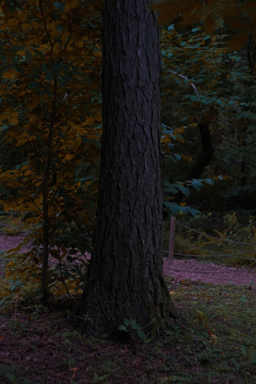 Аптекарский огород. Софа Катастрофа, Одичание. фотохудожница, креативный продюсер, автор. Nude, eros, портретный фотограф