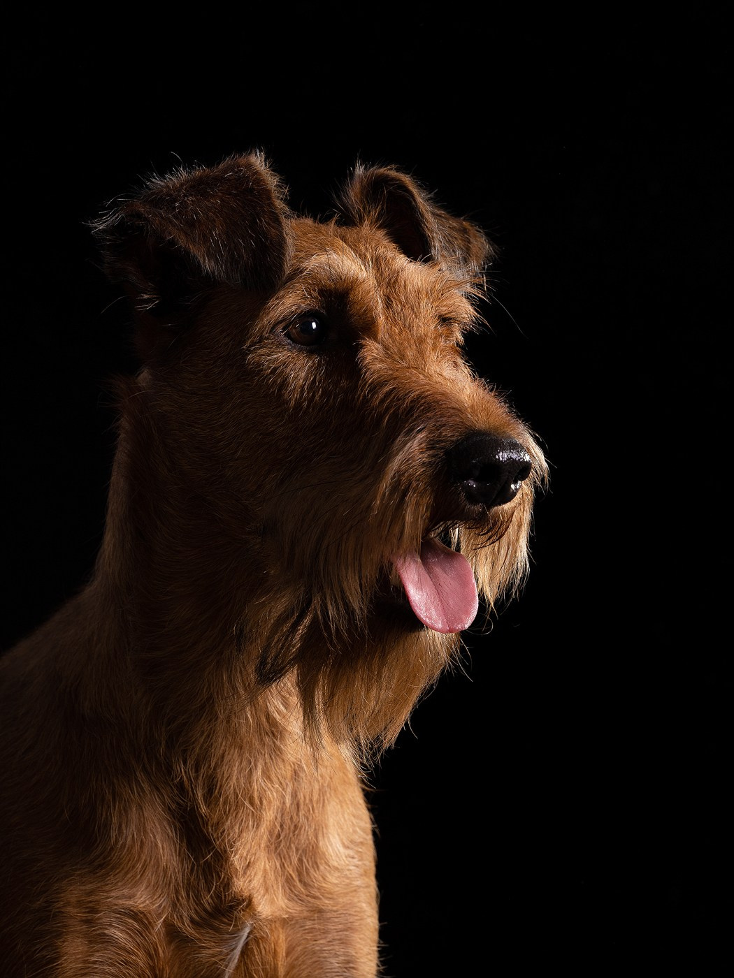 Небольшой отчёт о том, как прошли студиные фото дни. Фотограф-анималист Natalia Deingel | Фотосъемка собак в Москве