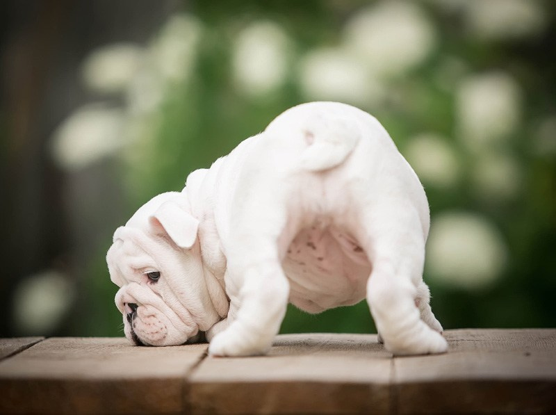 Бульдоги. Алена Кузьминская фотограф анималист Рыбинск