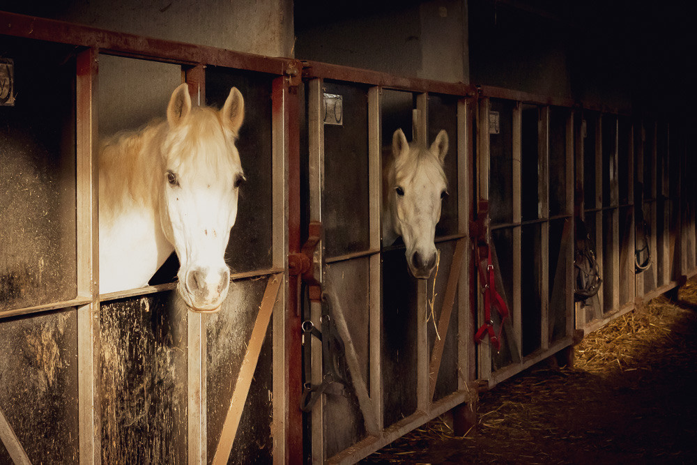 Animal love. Family, Children and Business photographer in Belgium