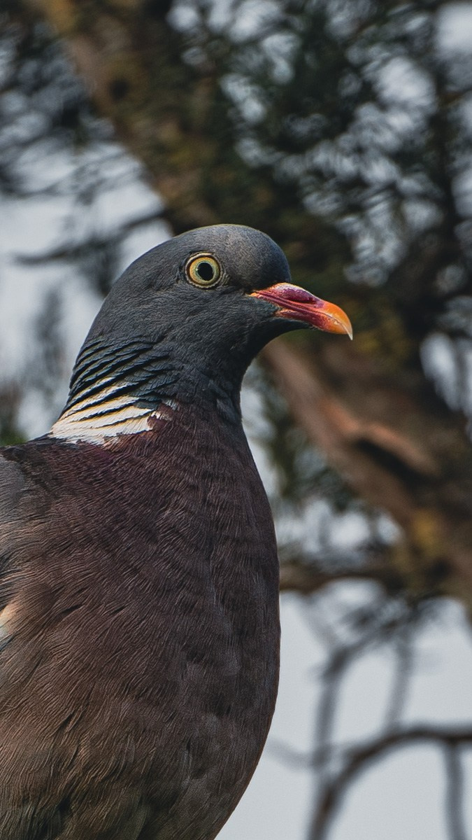 Животные. Репортажный фотограф в Краснодаре Рындин Дмитрий