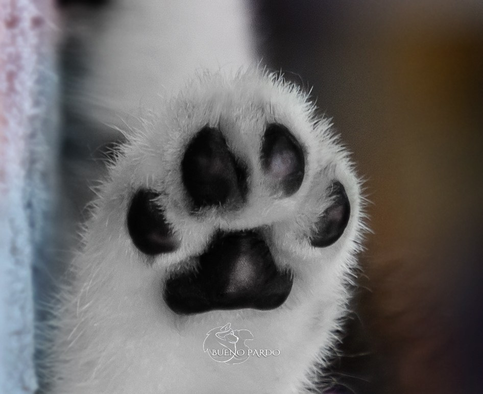 Щенки сибирского хаски из питомника. Питомник собак Акита, Хаски, Корги