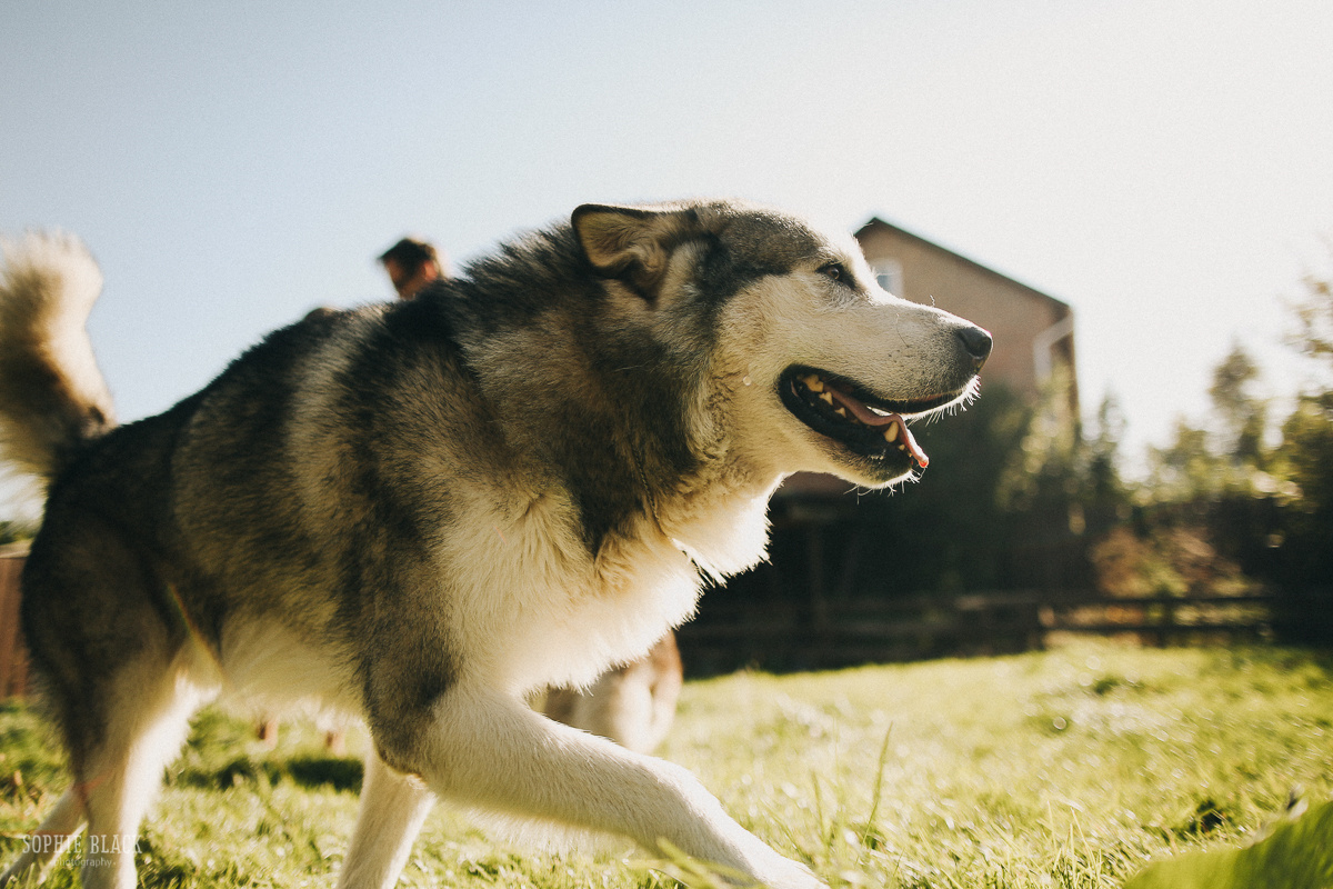 Пиши Цветные сны. Соня Черных (sophieblack)