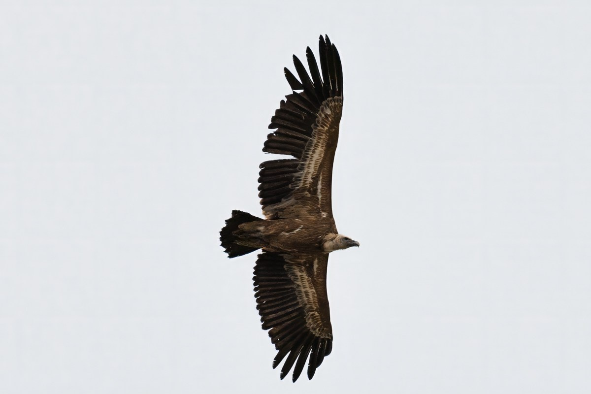 Птицы. Photomantis