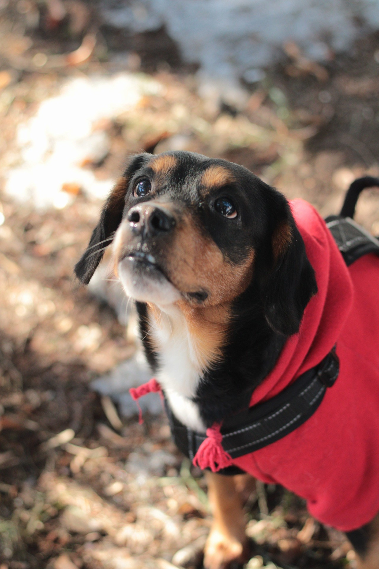 Маша и Кекс. Катя Попова|ЛайфСтайл фотограф