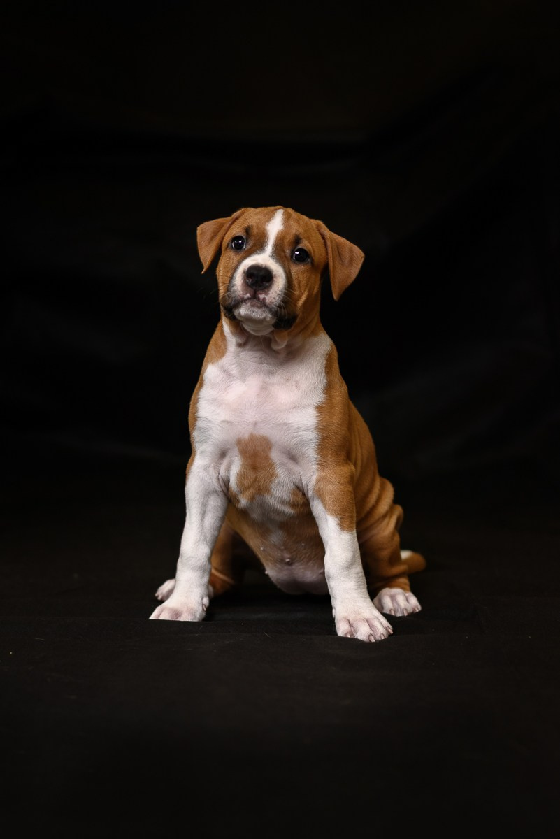 ЖЫВЁЛЫ. Вясельны і партрэтны фатограф Сяргей Клемянок