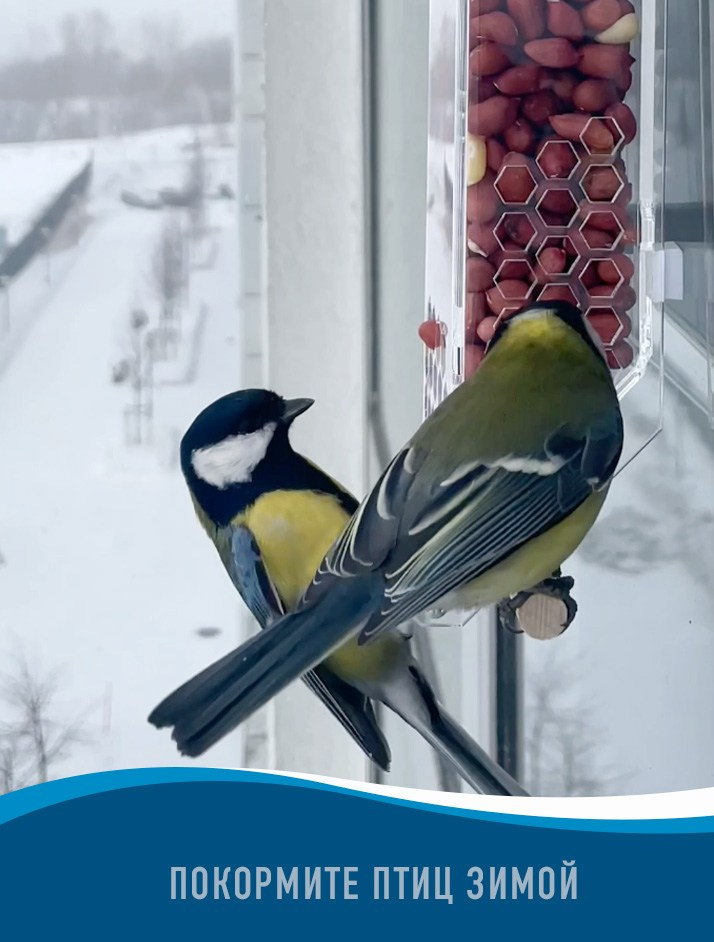 АРАХАРА. Кормушки для птиц на окно Чирик-Чирик