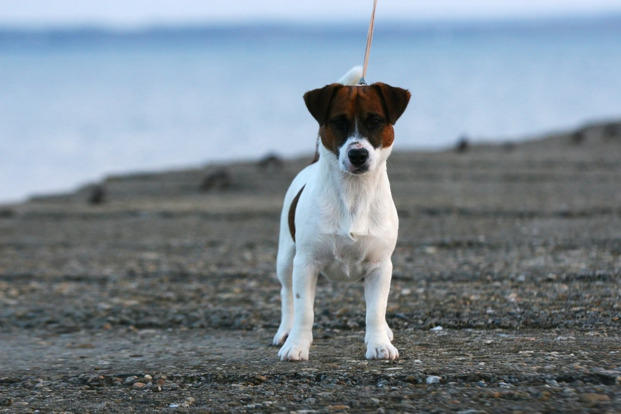 ADM'S DOGS GATSBY FOR LOVELY ORANGE. Lovely-Orange питомник джек рассел терьеров