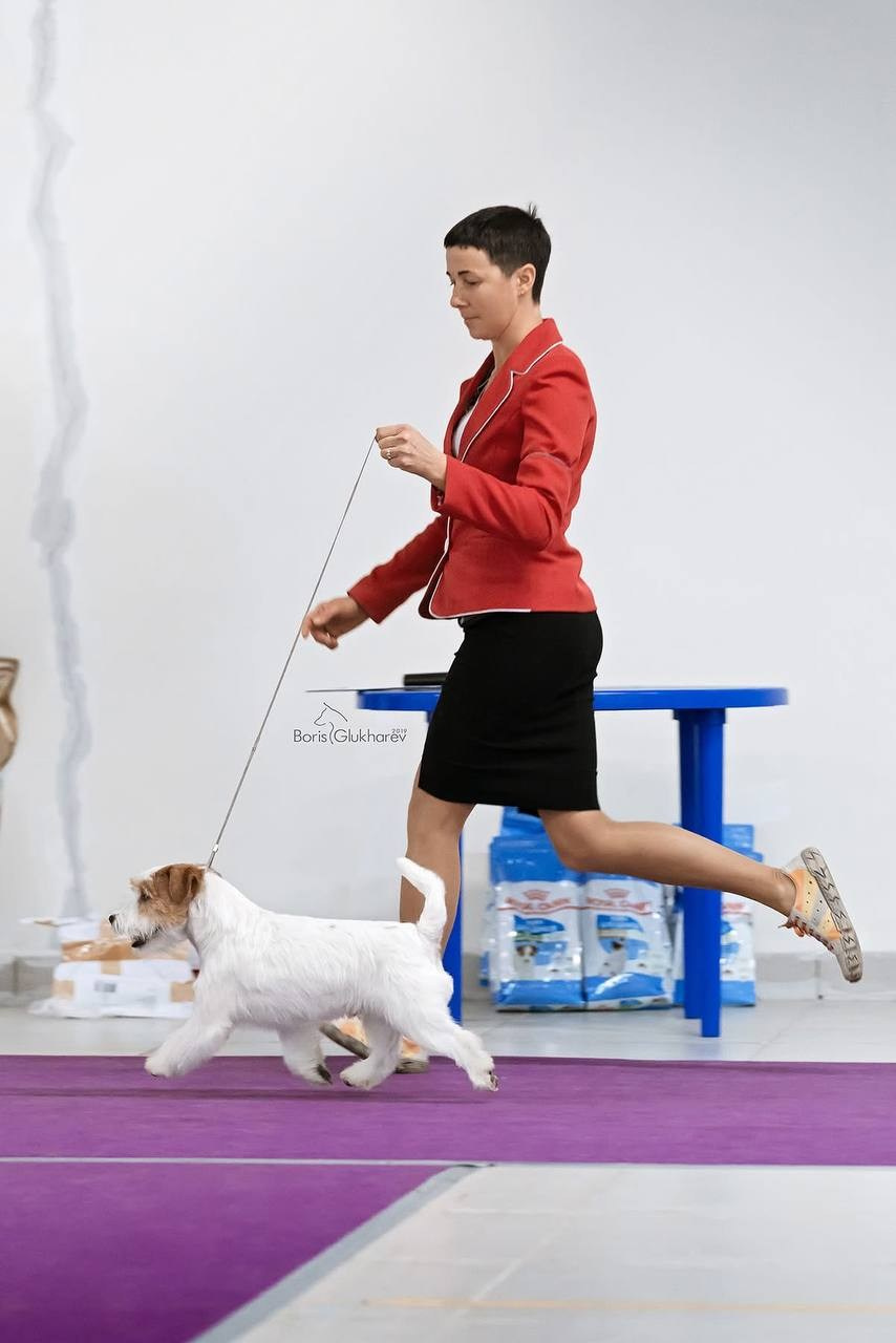 Lovely-Orange Mascarpone. Lovely-Orange питомник джек рассел терьеров