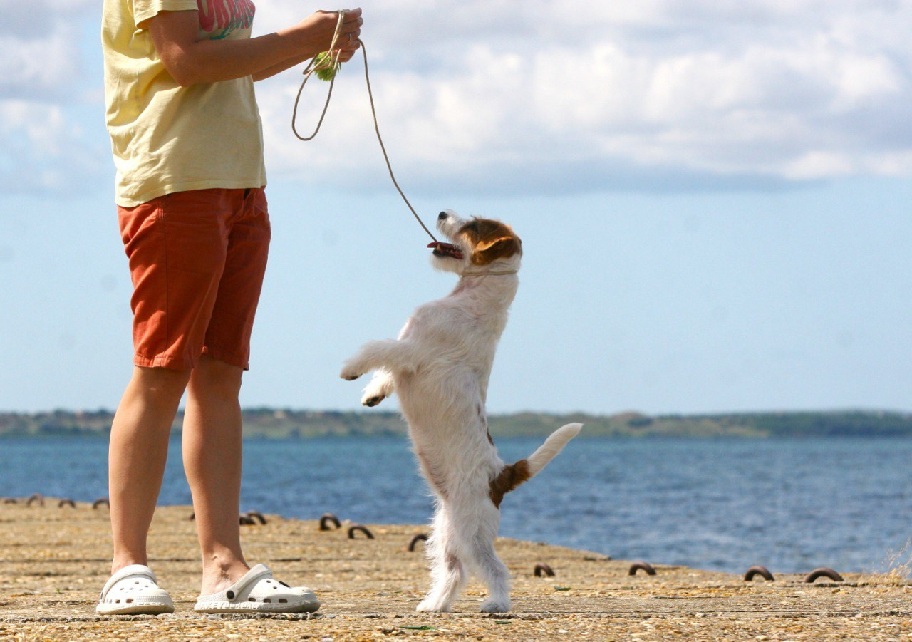Anroal Chiquilla aka Miya. Lovely-Orange питомник джек рассел терьеров