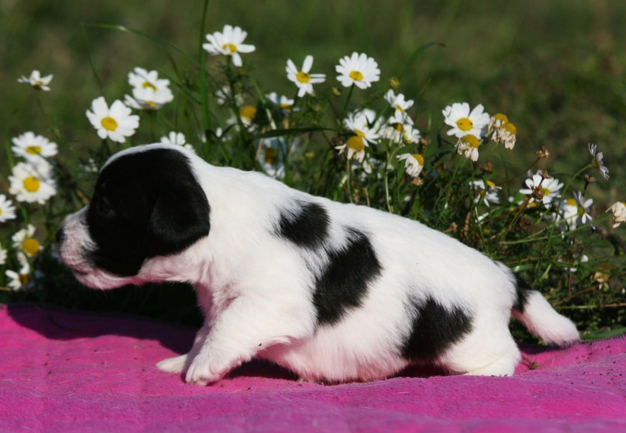 Кобель. Lovely-Orange питомник джек рассел терьеров