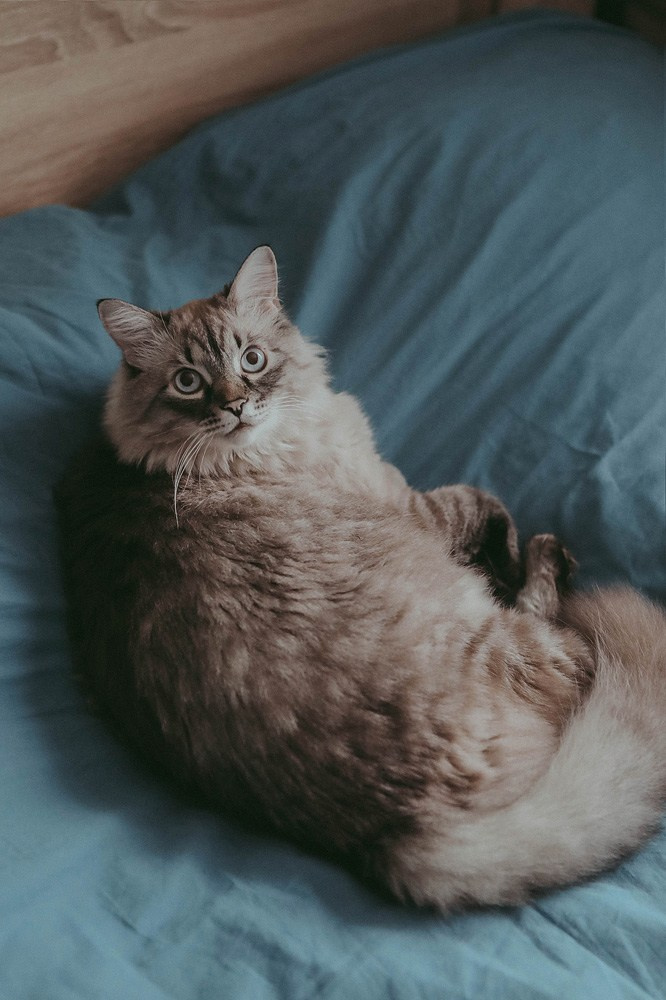 С новым 2026 годом!. Катя Сидор — фотограф в Москве