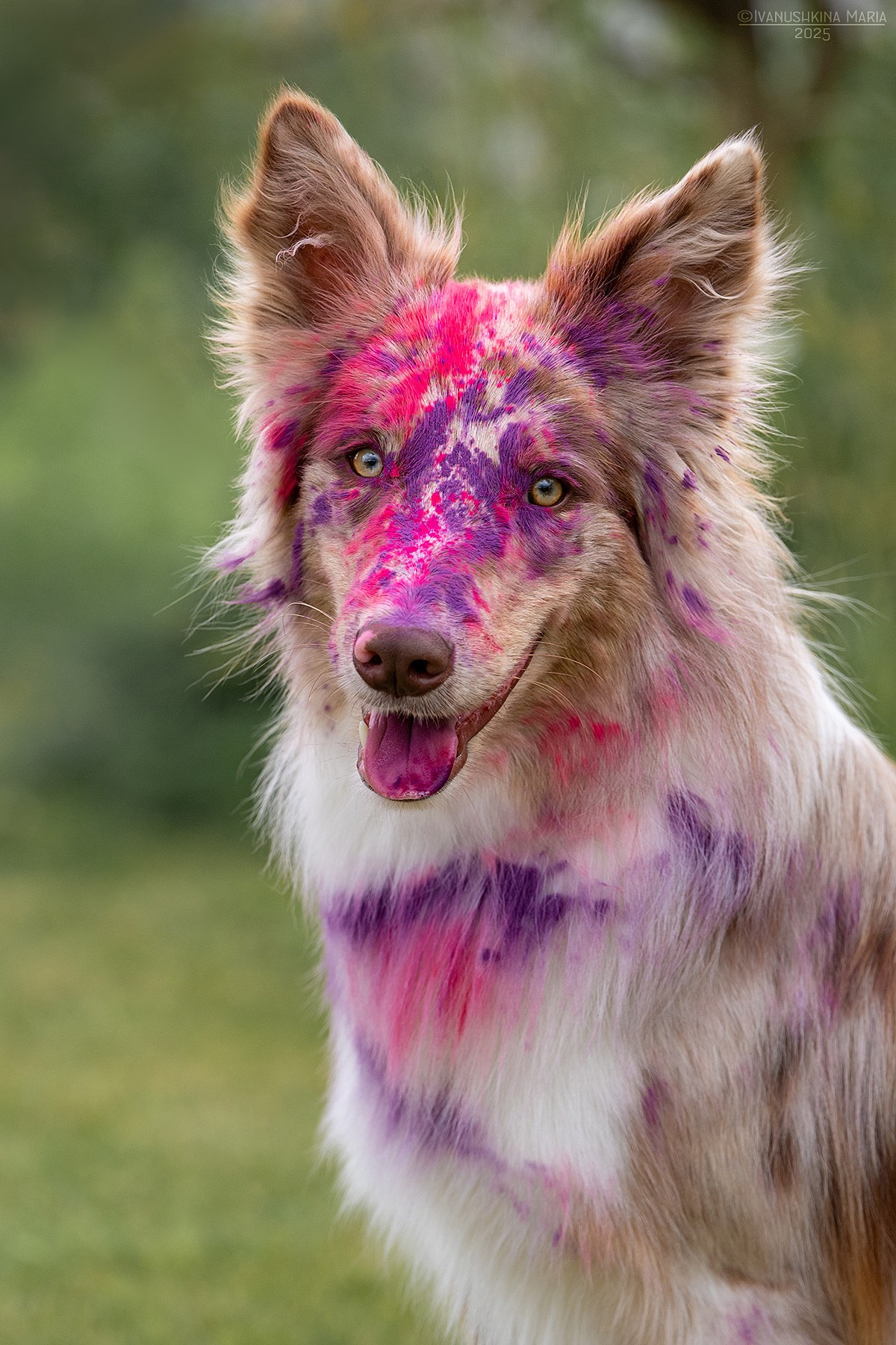 Фотосессия собаки с красками холи. Фотограф собак в Москве и Московской области Иванушкина Мария