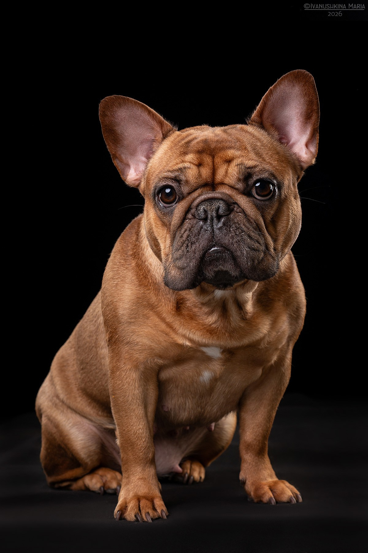 Фотосессия собаки в студии. Фотограф собак в Москве и Московской области Иванушкина Мария