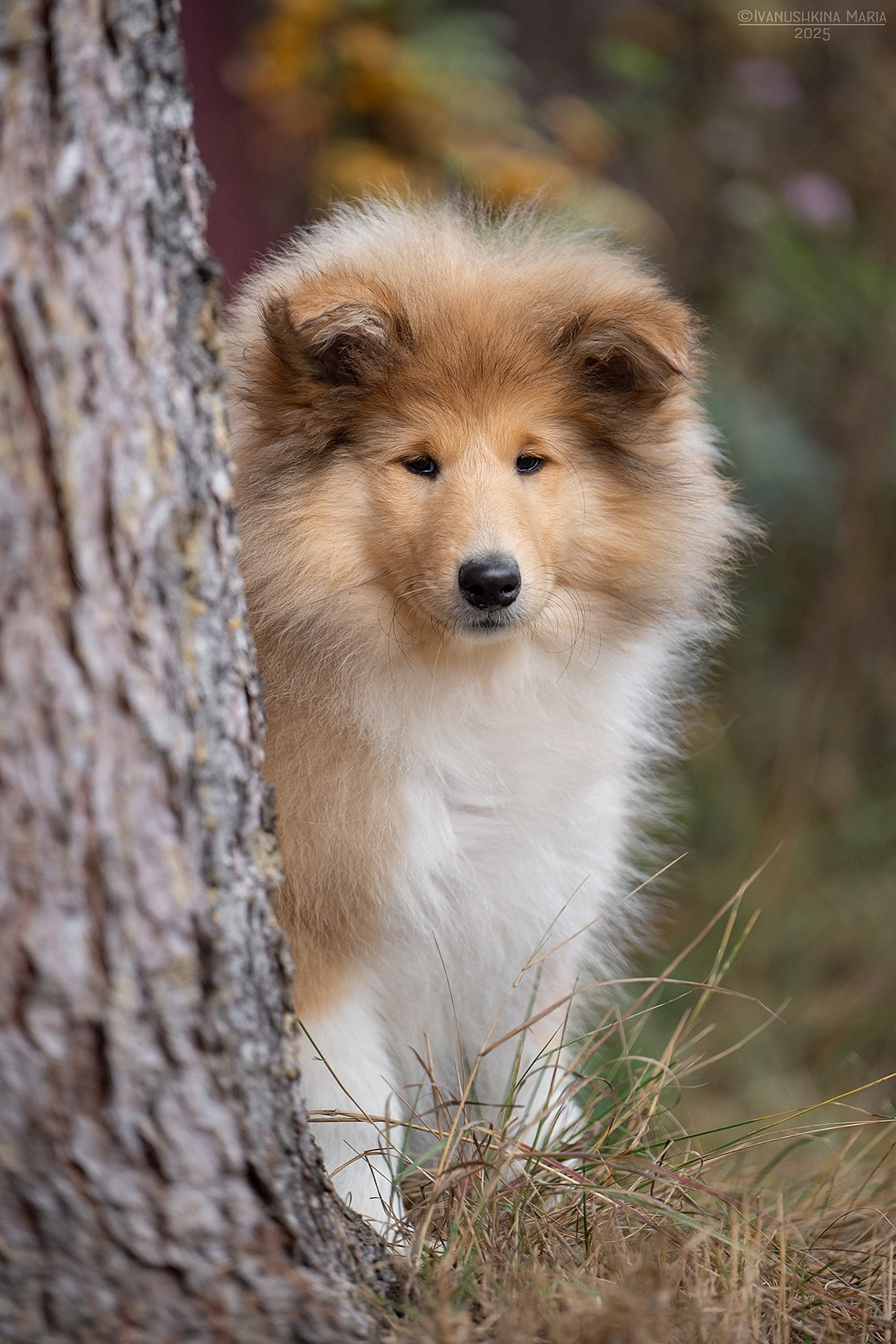 Фотосессия щенков на продажу. Фотограф собак в Москве и Московской области Иванушкина Мария