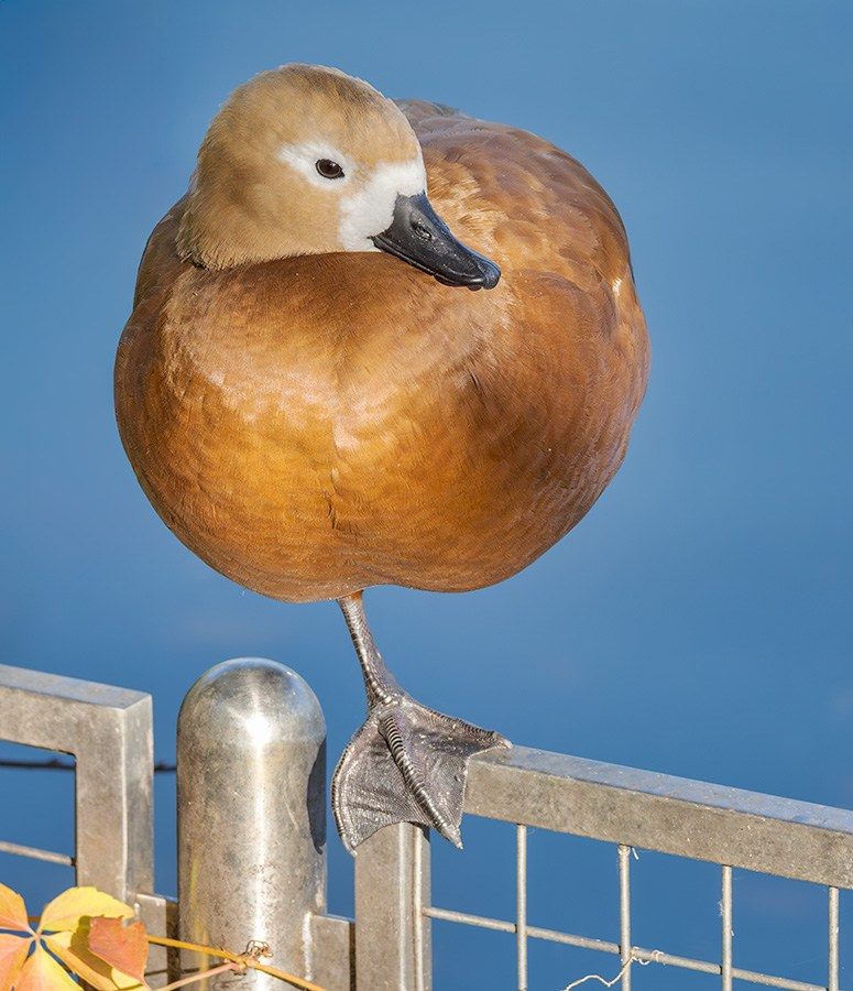 Огарь или красная утка