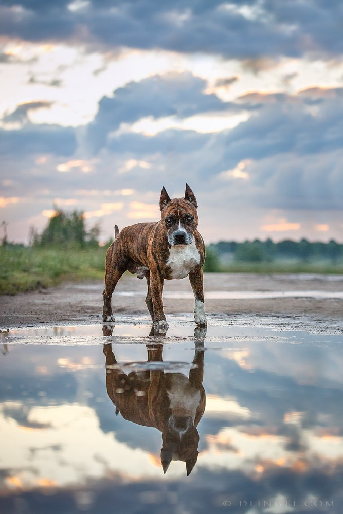 АСТ Федя, Пако и Ника. Фотограф-анималист Natalia Deingel | Фотосъемка собак в Москве